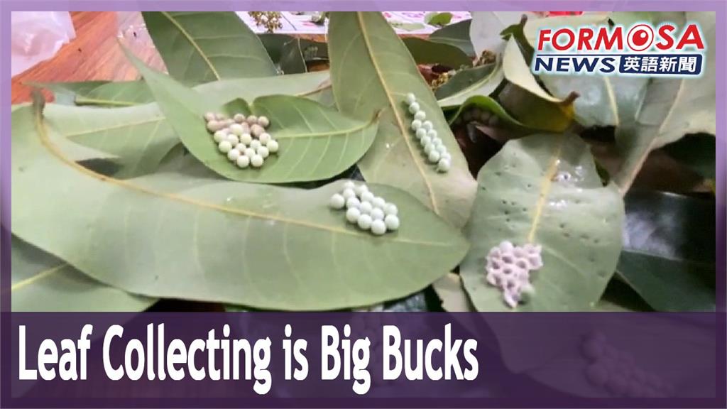 Leaf collecting earns big bucks in Changhua