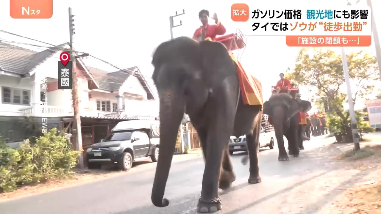 中東戰爭油價飆漲 泰國大象竟走路去上班