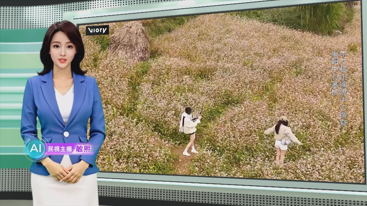 敏熙報氣象／越南宣光蕎麥花盛開　系列活動成重要旅遊亮點