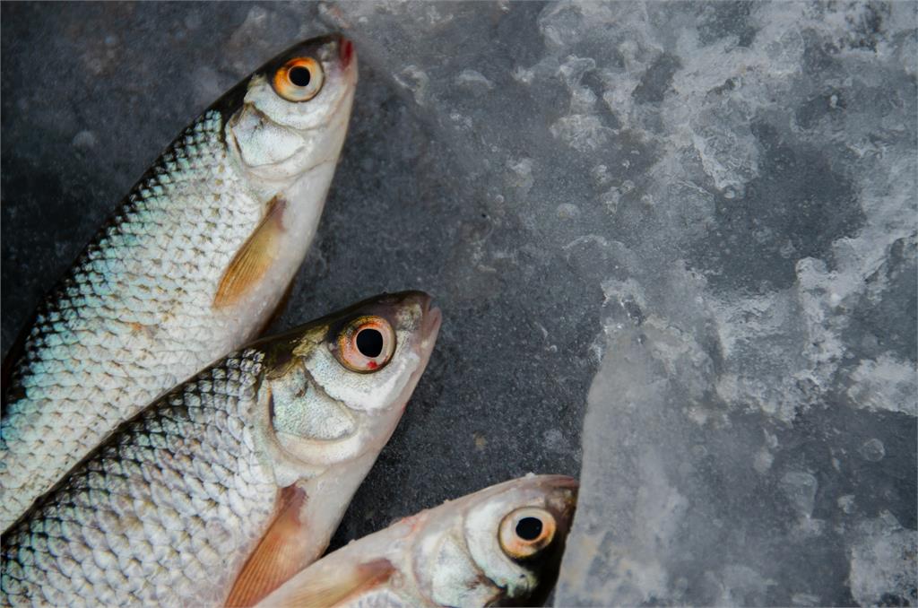 台灣人超愛吃「這2種魚」恐傷腦！醫示警：加速失智、提高罹癌風險