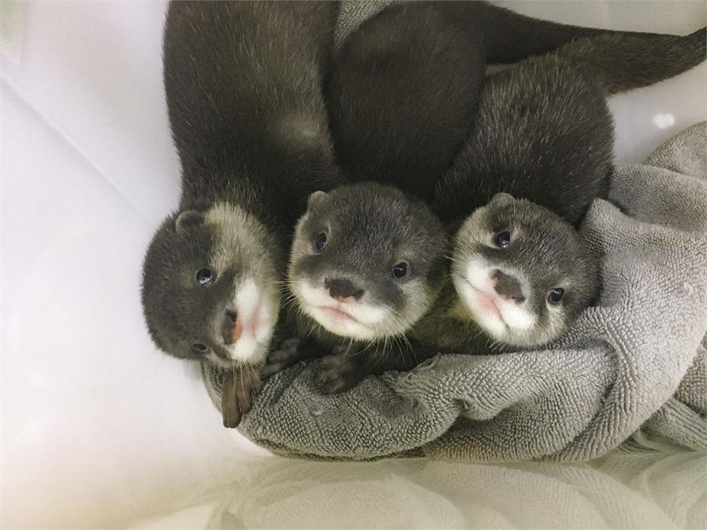 一秒融化！北市動物園水獺家族喜迎4胞胎　4寶萌樣曝光