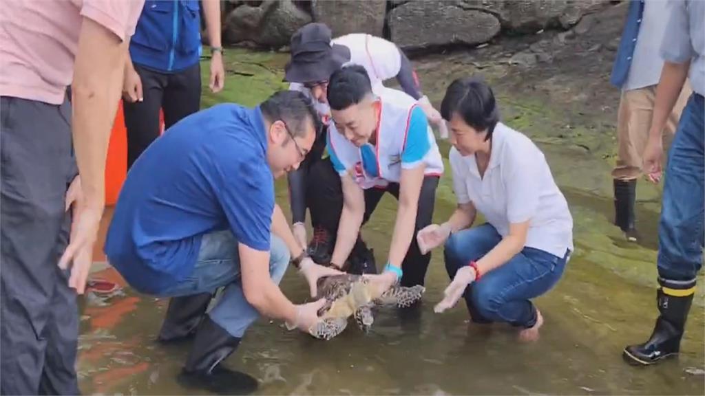 八斗子釣客釣到玳瑁海龜　取名＂玳鉤＂　治療休養野放重返大海