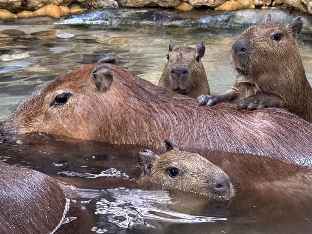 快新聞／壽山動物園迎喜訊！水豚三胞胎、蓬鬆可愛小驢寶寶出生　超萌畫面曝