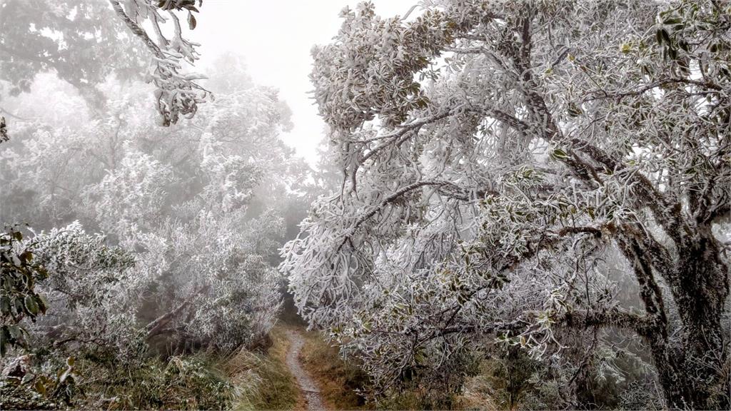 追雪族衝了! 太平山國家森林遊樂區入園人數破3千