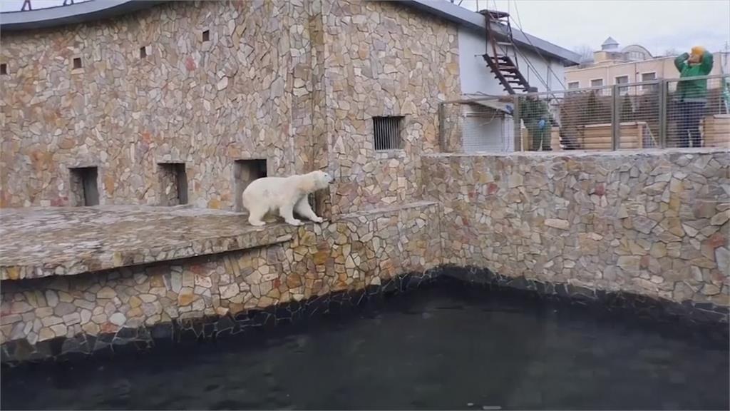 北極熊樂與工作人員尬排球！動物園線上大明星有神技