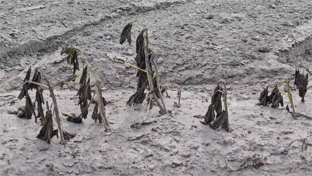 不敵「小犬」狂風挾帶大量鹽塵　彰化縣「鹹水哀」災情農損恐達7千萬