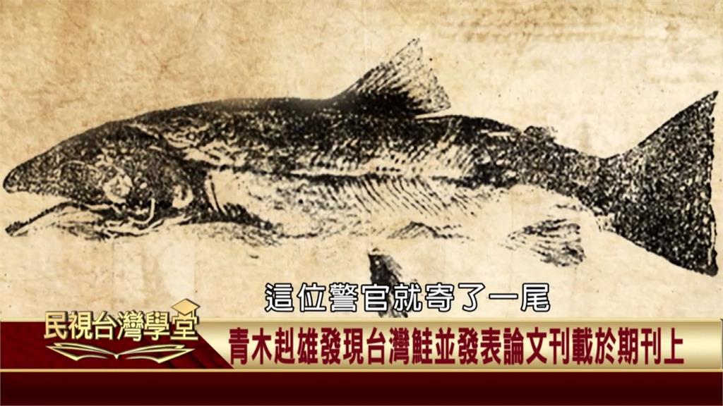已在台灣生活多年！日治時期才被正式發現！學者「青木糾雄」命名「台灣鮭」！