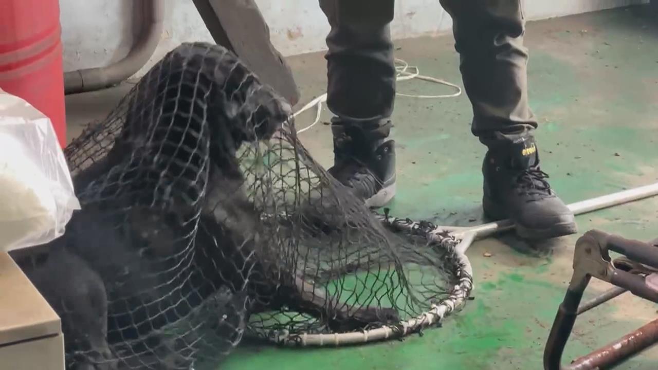 台南和順工業區廠商遭流浪狗咬傷 「黑老大」順利遭捕捉