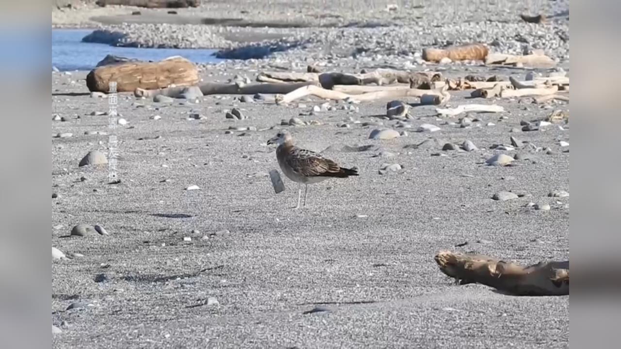 黑尾鷗「脖掛保麗龍」影響生存　鳥友不捨盼救援