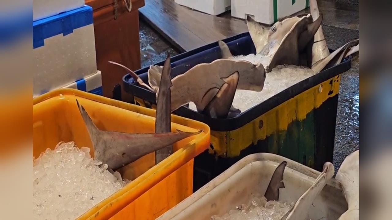 崁仔頂魚市販售「瀕危鯊魚」？　基市府：非禁捕物種