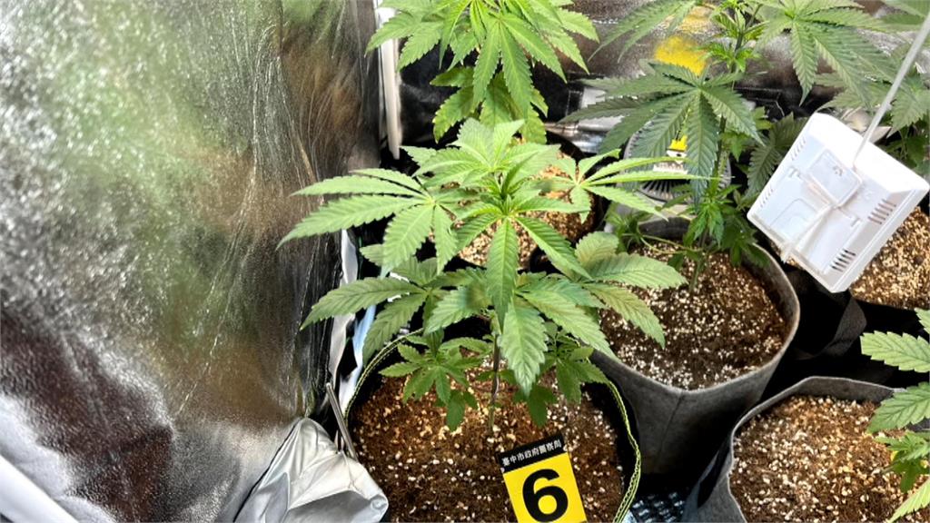 大麻葉「炸太酥了」！檳榔攤老闆用氣炸鍋「炸」大麻葉