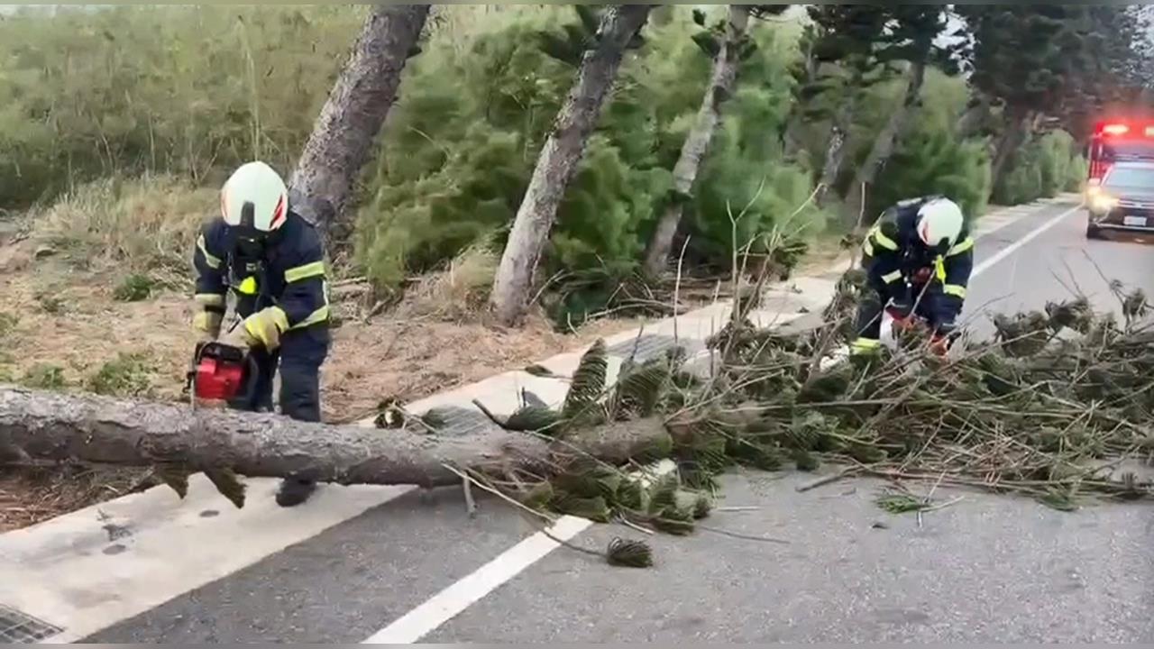澎湖強風多處路段路樹倒塌　駕駛不慎撞上慘爆胎「顧路」