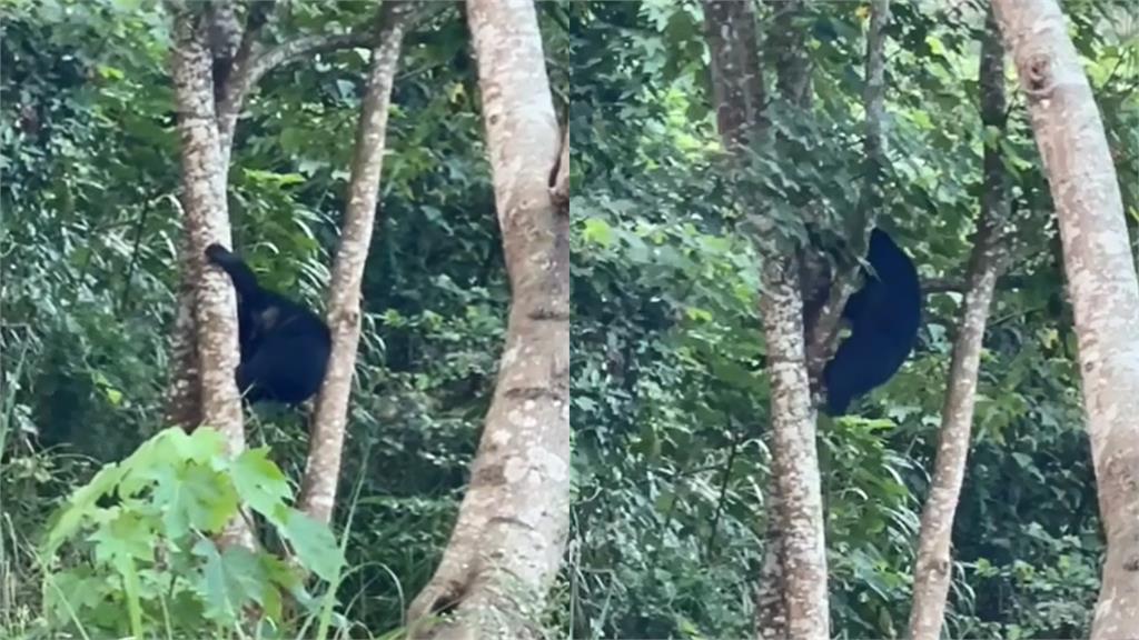 遇狗嚇傻狂奔！台灣黑熊不敵「猛吠」爬樹躲避
