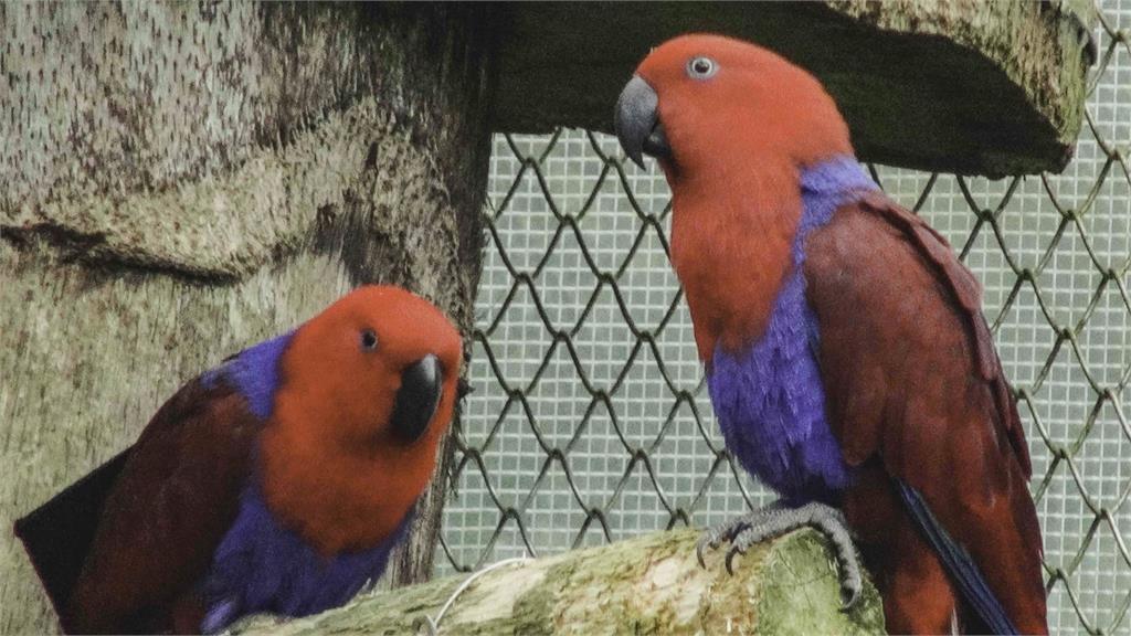 食物吃完仍超餓！動物園保育員追查「消失的飼料」　驚見鸚鵡撩妹過程