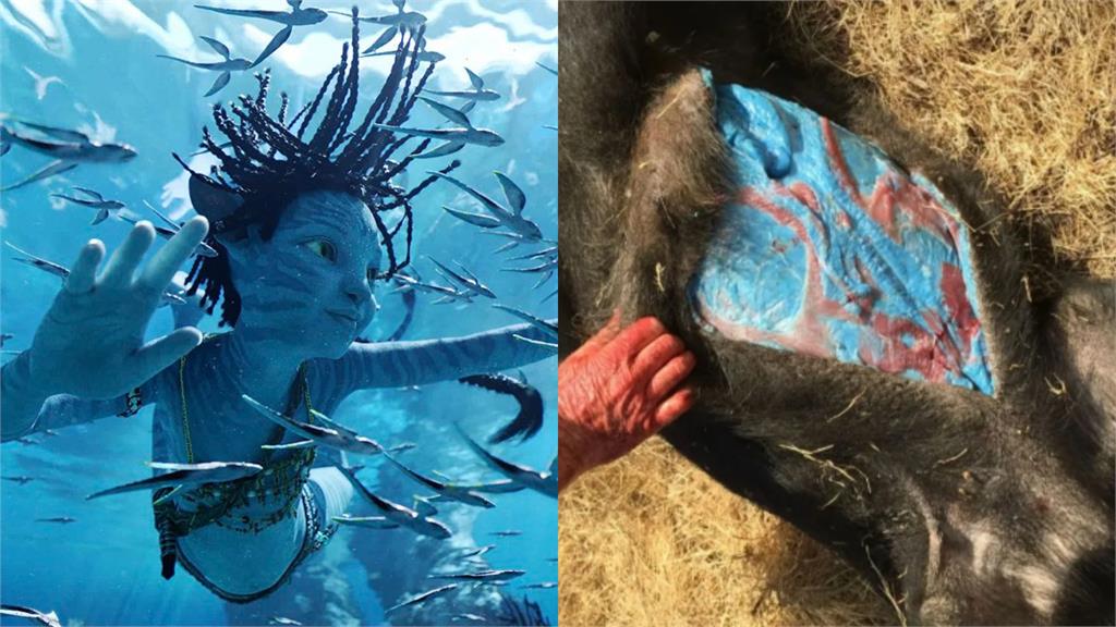 來自阿凡達的生物?加州驚見「藍肉野豬」專家揭原因示警:有毒勿食