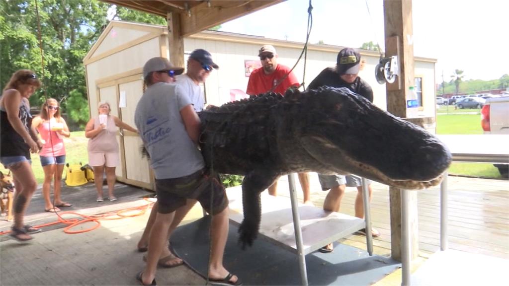 跟船一樣大！美國獵人捕獲3.6米短吻鱷魚