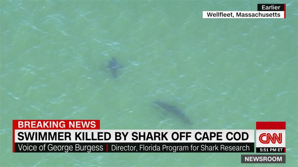 美國麻州驚傳鯊魚攻擊事件 一泳客送醫不治