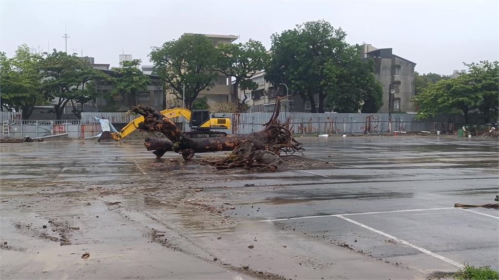 酒店施工砍斷80年老芒果樹　在地居民直呼「太粗暴」狀告法院