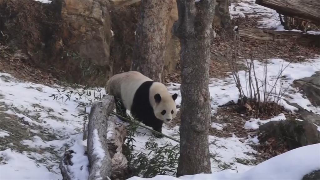 貓熊青寶、寶力遊客相見歡　華府動物園首亮相成「財神爺」