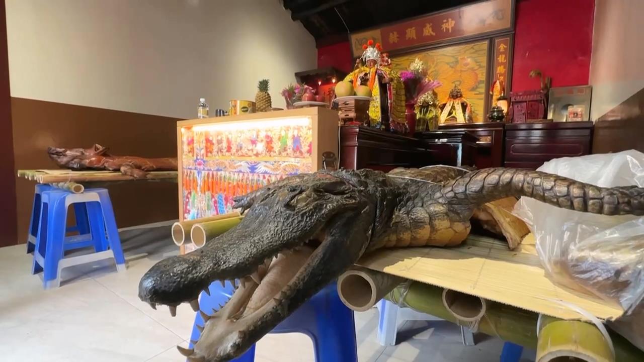 廟會拜三牲有「鱷魚」! 特大號魚肉供品引民眾圍觀