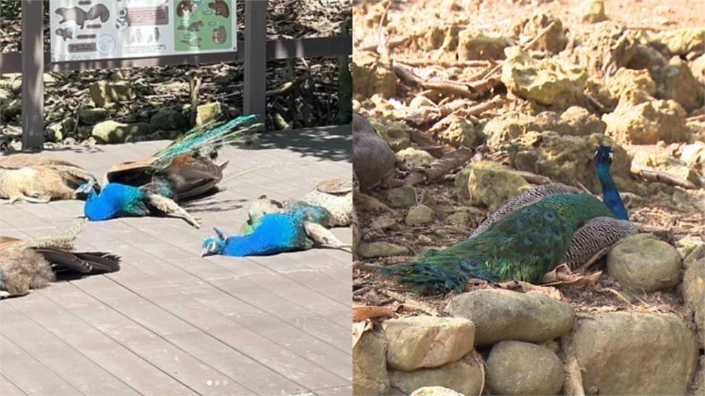 嚇到吃手手！遊客驚見動物園30隻孔雀「全掛了」真相…太chill了