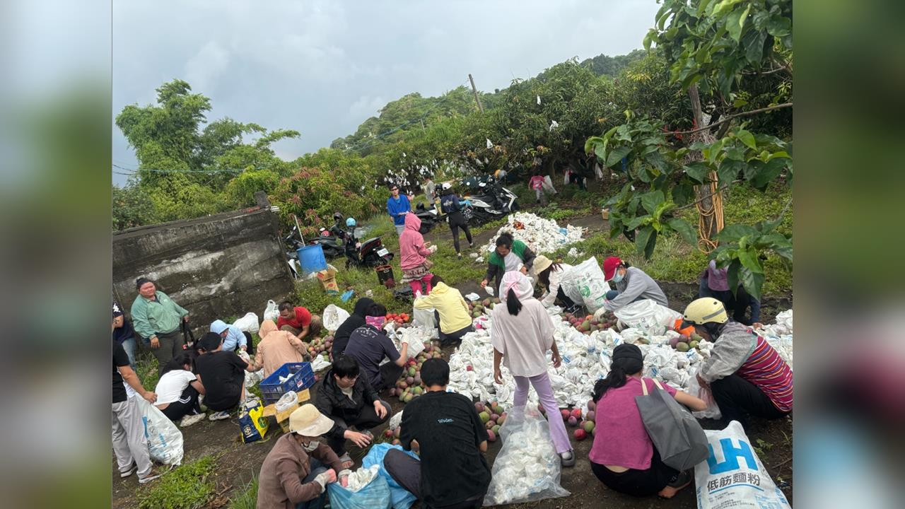芒果大豐收！果農邀網友免費採　果園一早湧人潮