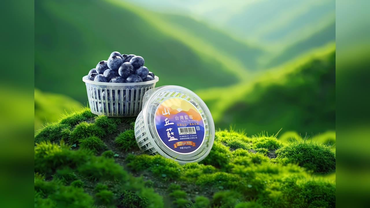 昨天還在樹上的藍莓!2026山丘藍產季開始!來自阿里山的現摘藍莓 每日產地直送