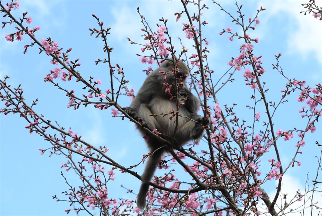 雲林草嶺石壁「粉紅風暴」來襲！　獼猴狂嗑武陵櫻花