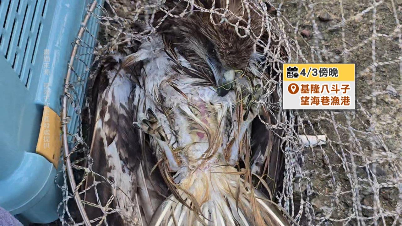 海面上載浮載沉！老鷹遭釣線纏繞　動保所、潛水教練即刻救援