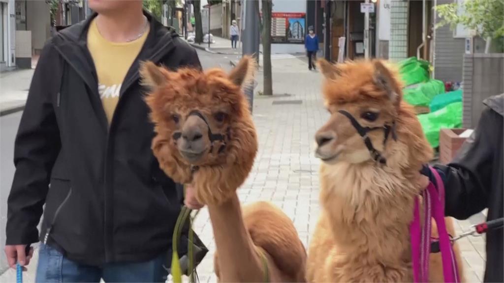 室內羊駝動物園超療癒　羊駝生性害羞！經訓練不怕生還會討抱