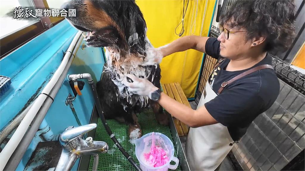 洗一隻獒犬有多難？他花4小時拍下「寵物美容全紀錄」：吹乾還會反潮