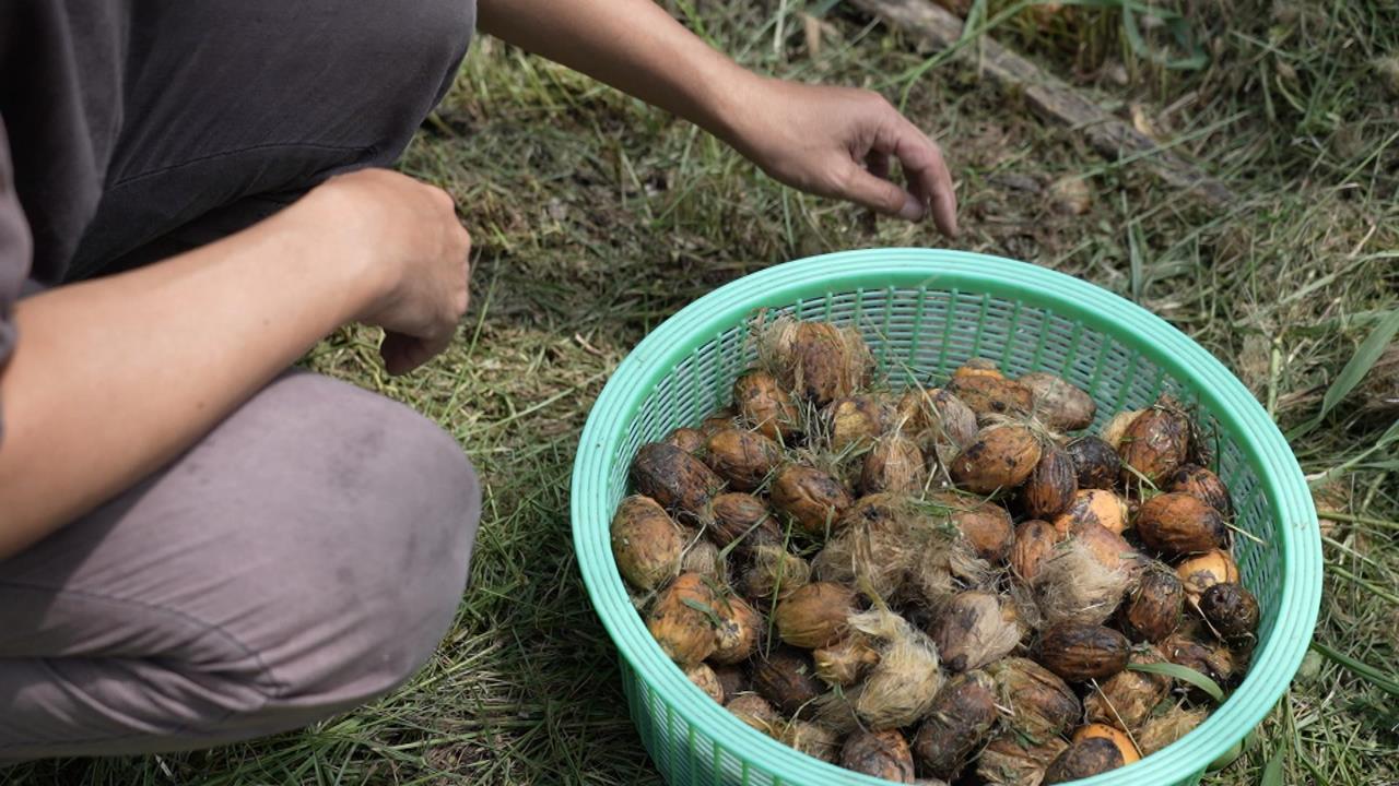 異言堂(影)／洗刷檳榔8+9汙名  變身粉紅少女   環保天然時尚染劑