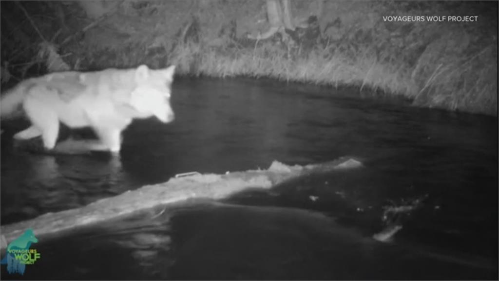 天生的獵食高手　野狼覓食還會化身「捕魚狼」