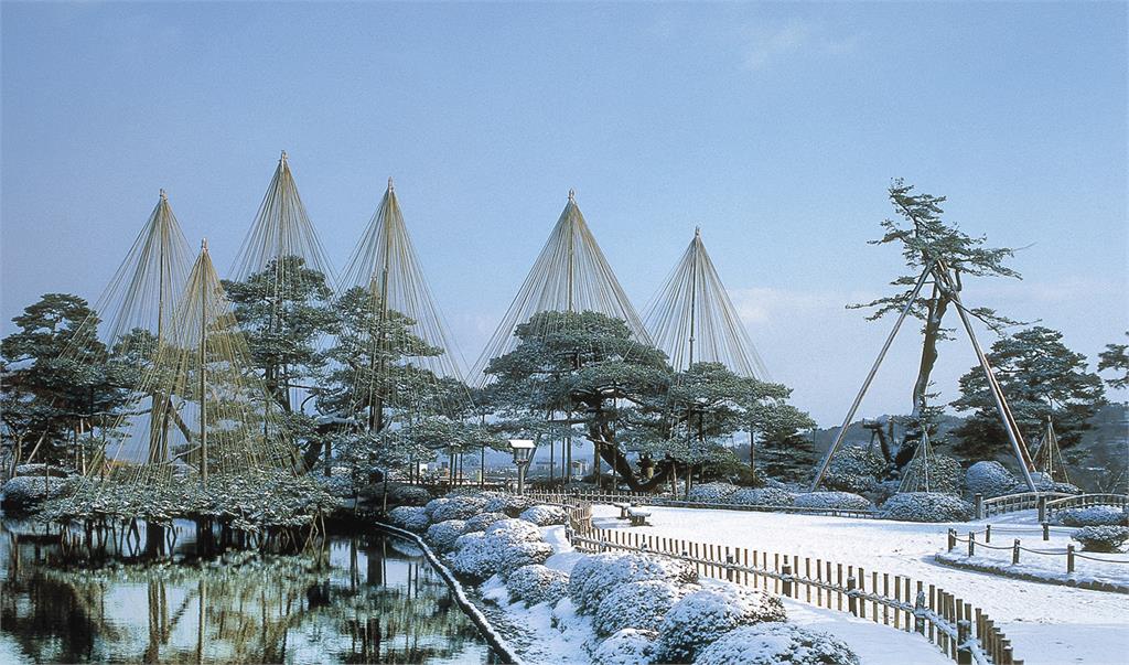 日本兼六園架「雪吊」準備過冬　山口縣幼稚園大啖松茸