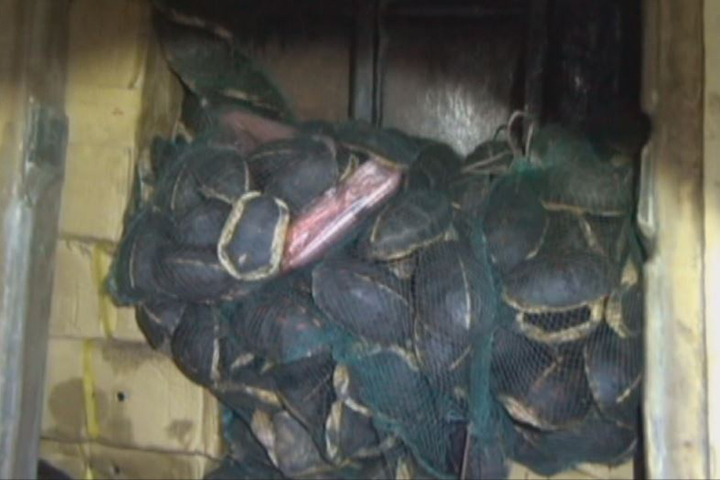 漁船走私1638隻「食蛇龜」  在台收購銷中國