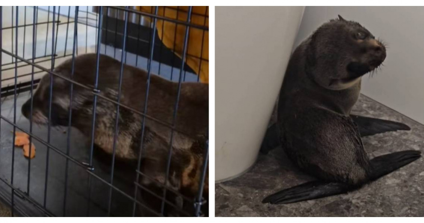 貪吃小海豹誤闖酒吧！躲馬桶旁表情無辜引熱議　鮭魚披薩成「官方認證」陷阱