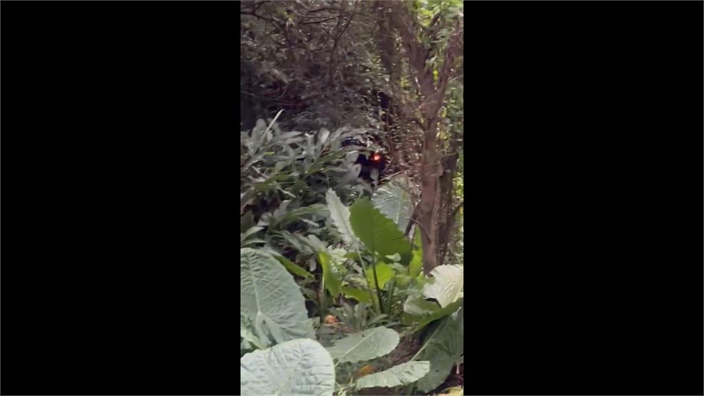 為了閃貓車墜邊坡　男駕駛輕傷獲救