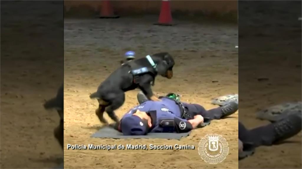 超級神犬！西班牙警犬會做CPR