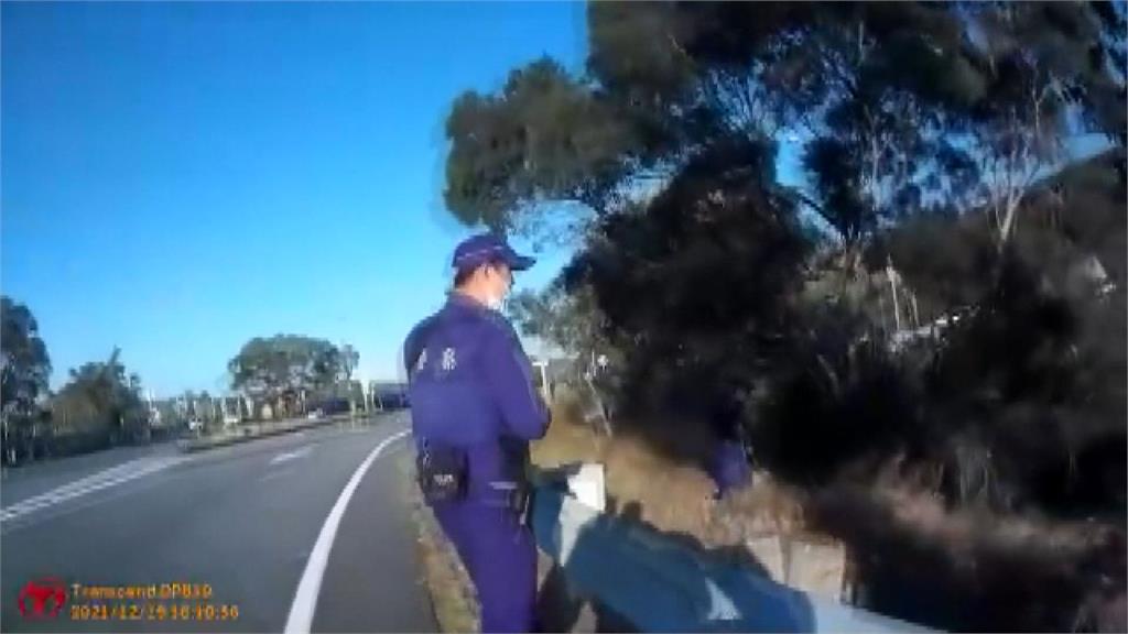 遭警"圍捕"差點脫逃 小豬亂竄國道三      