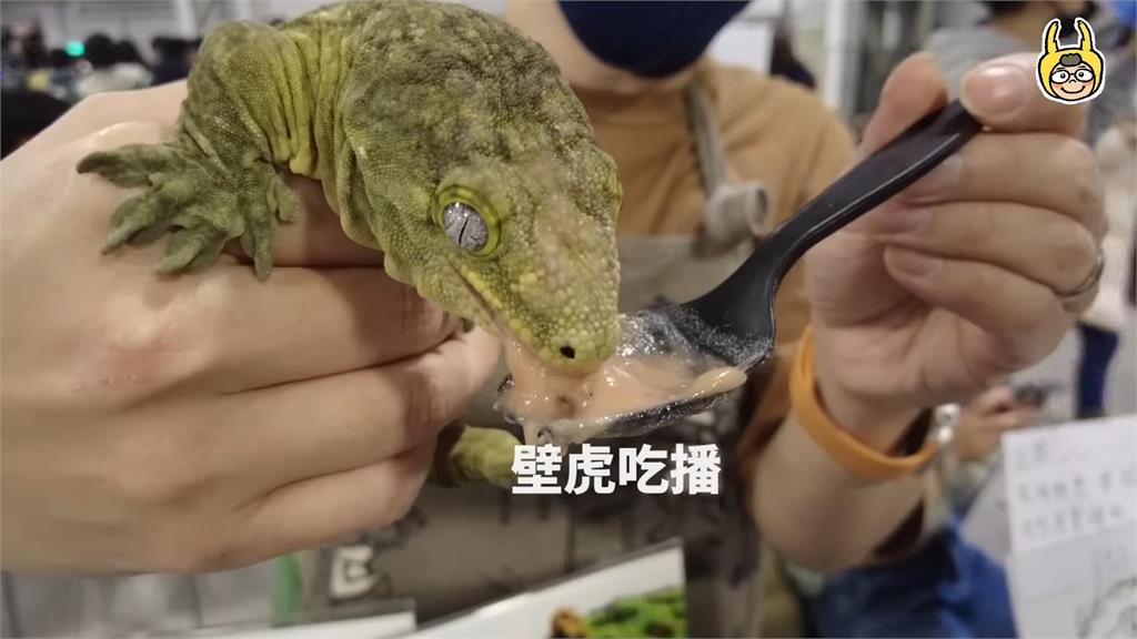 全台最大昆蟲博覽會！達人開箱「30公分稀奇巨獸」　令人頭皮發麻