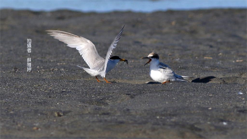 守護小燕鷗！憂河口工程侵害棲地　野鳥協會籲公私協力保育