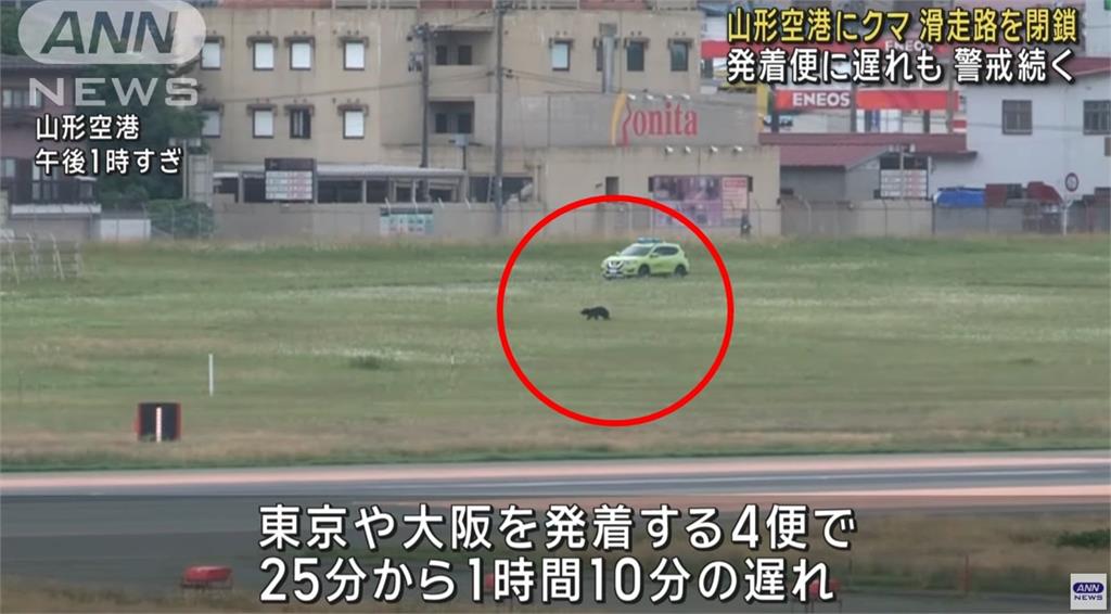 山形縣機場有熊!今二度現蹤 跑道關閉造成航班停飛