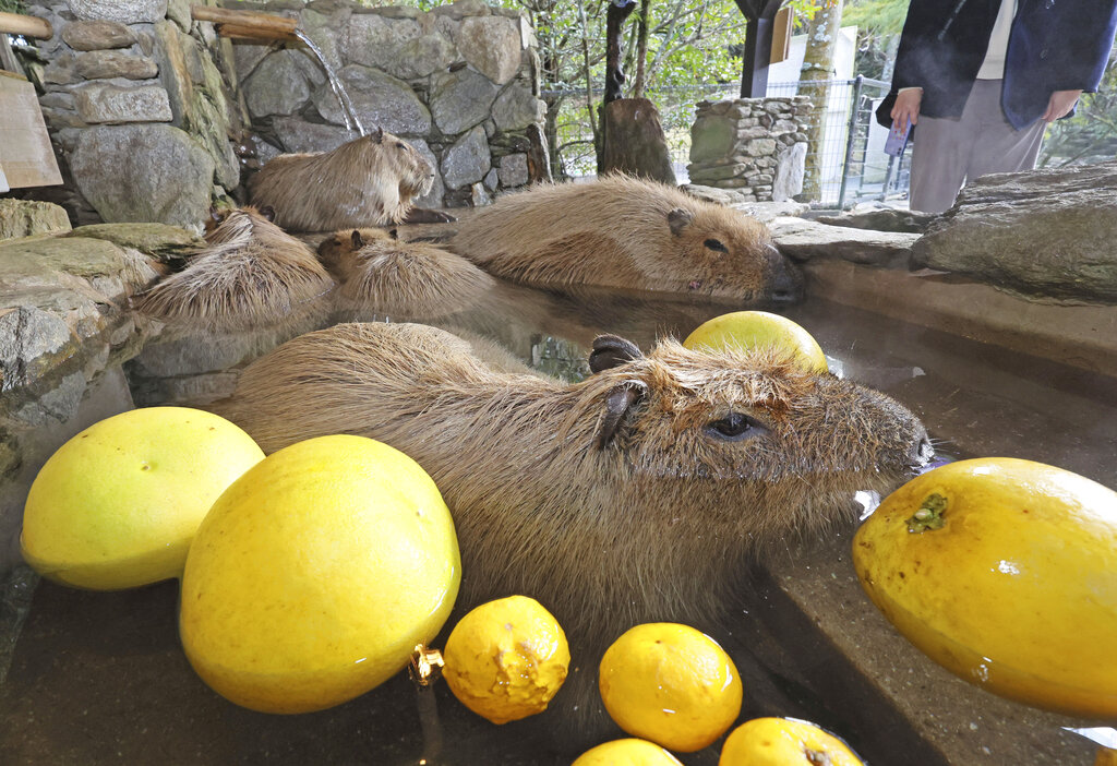 日本動物園準備「過冬」　水豚「泡湯」萌翻眾人