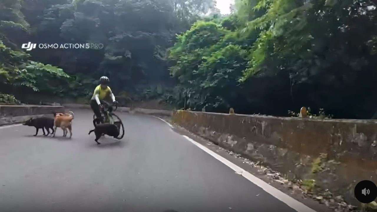山路遛狗沒繫牽繩！　「狗狗路霸」害鐵馬車友慘摔