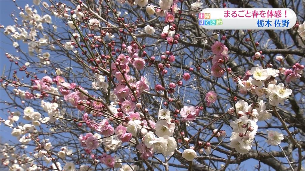 春天就是要踏青！日本梅林公園夢幻美景