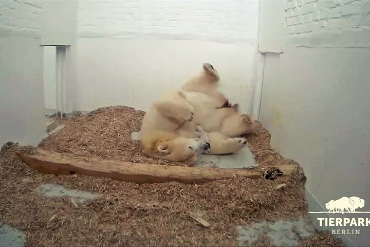 北極熊寶寶誕生！柏林動物園添新成員