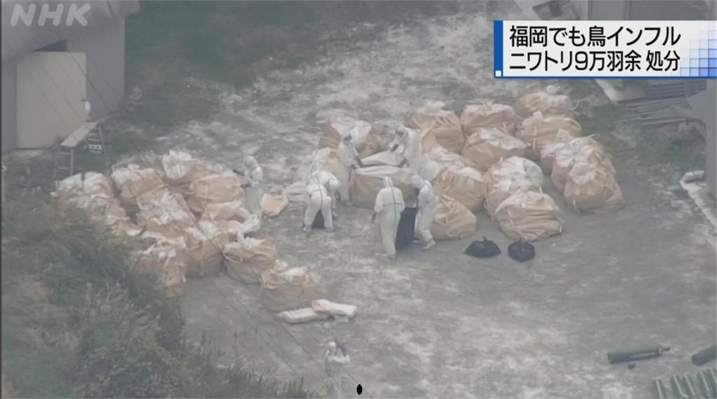 日福岡爆首起禽流感疫情 今撲殺9.3萬隻雞
