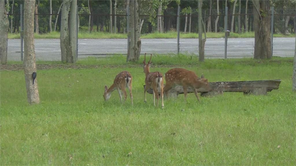 台版「奈良」在台東！鹿野引進13隻鹿打造「梅花鹿公園」