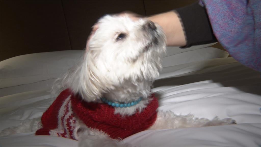 看準毛小孩商機！台北市星級飯店推「友善愛犬」專案