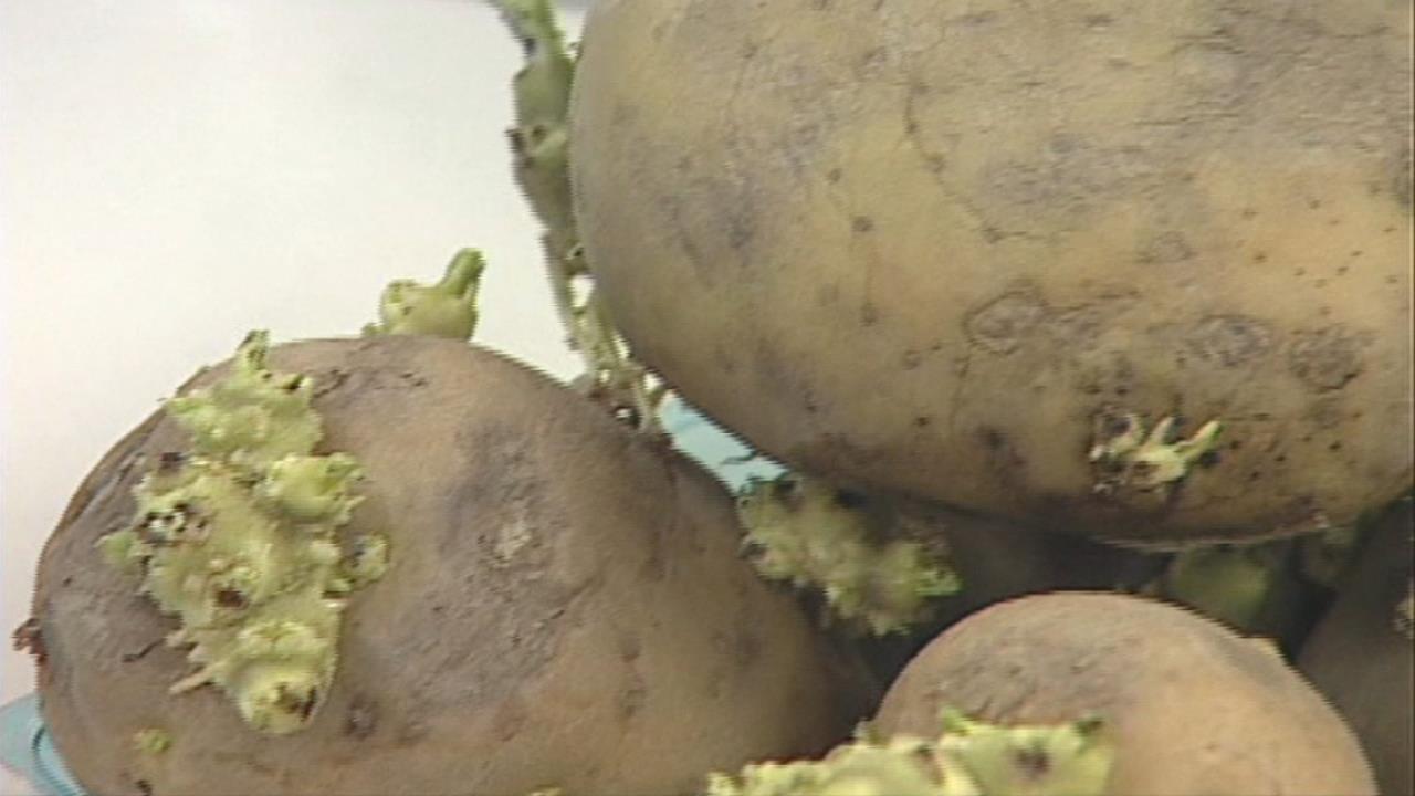 石崇良與陳駿季聯手拍片嗑洋芋片　強調馬鈴薯檢疫與食安把關